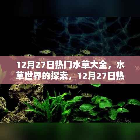 12月27日热门水草品种深度解析，水草世界的奥秘与观点碰撞