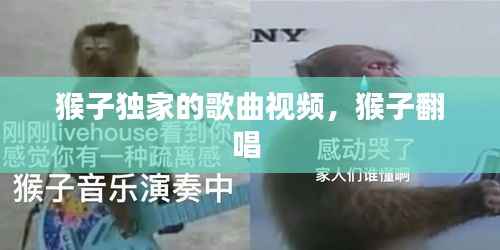 猴子独家的歌曲视频,猴子翻唱