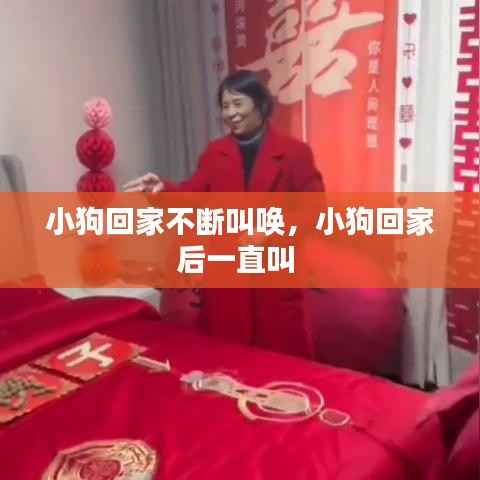 小狗回家不断叫唤,小狗回家后一直叫