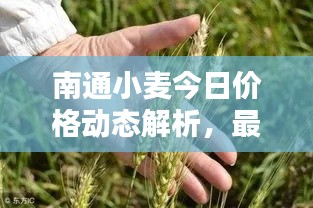 南通小麦今日价格动态解析，最新行情一览