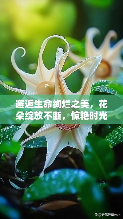 邂逅生命绚烂之美,花朵绽放不断,惊艳时光!