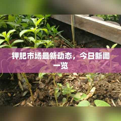 钾肥市场最新动态,今日新闻一览