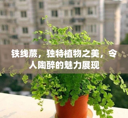铁线蕨,独特植物之美,令人陶醉的魅力展现