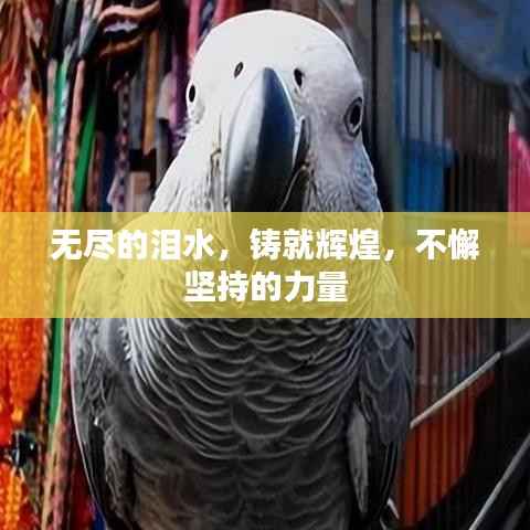 无尽的泪水，铸就辉煌，不懈坚持的力量