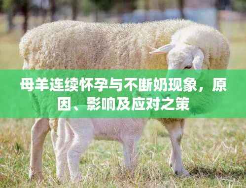 母羊连续怀孕与不断奶现象,原因、影响及应对之策