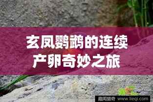 独出新裁