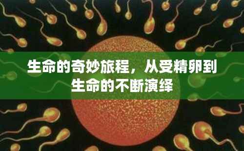 生命的奇妙旅程,从受精卵到生命的不断演绎