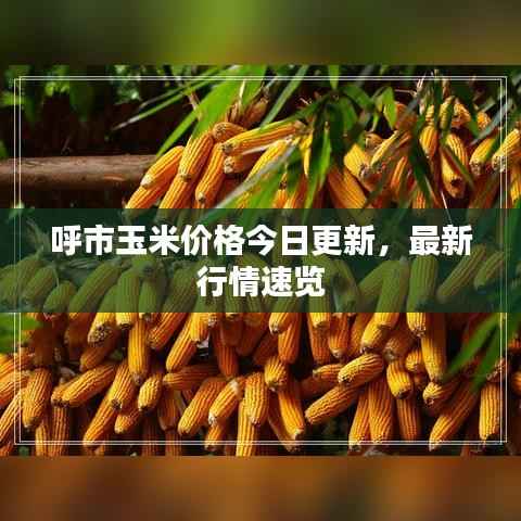 呼市玉米价格今日更新，最新行情速览